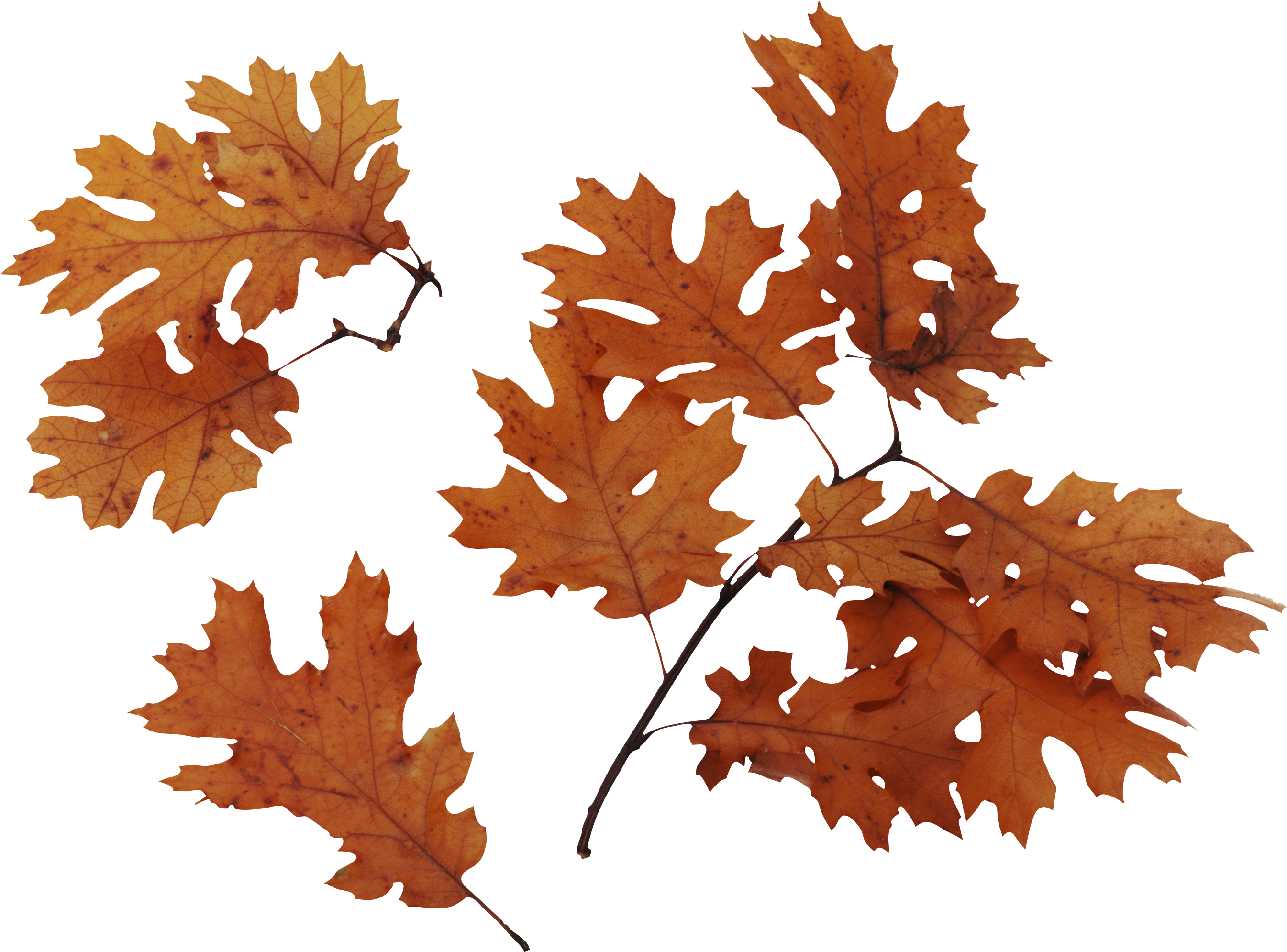 Falling otoño hojas PNG descargar imagen