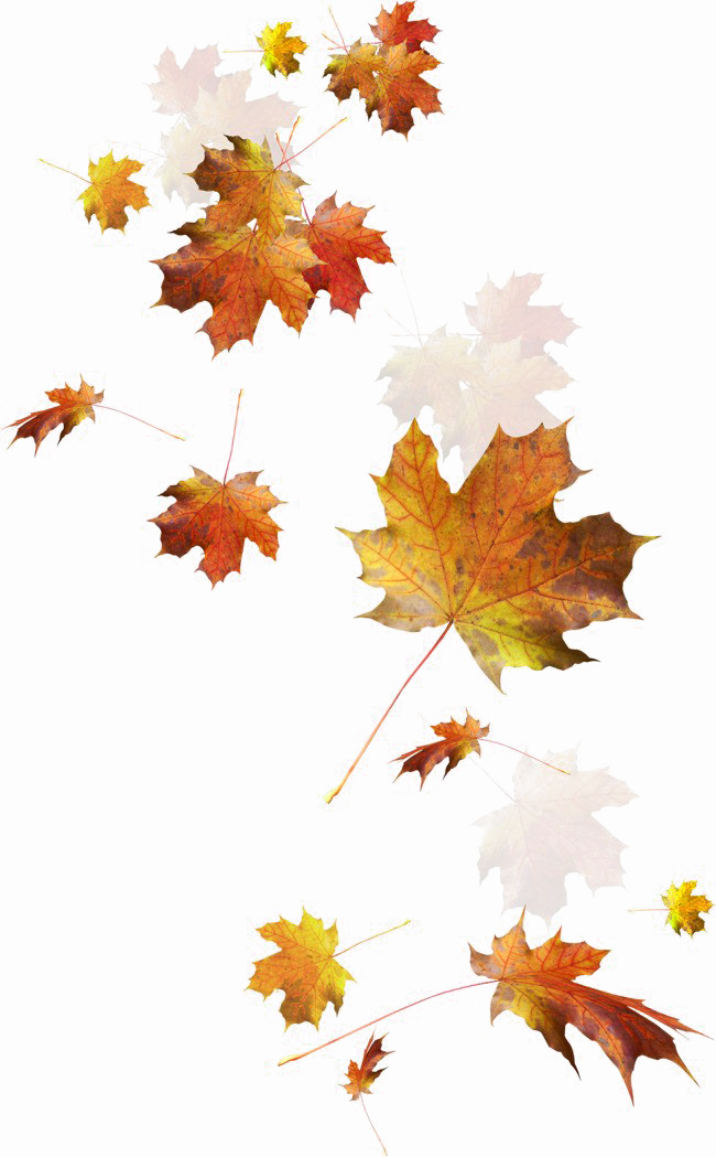 Folhas de outono caindo imagem PNG