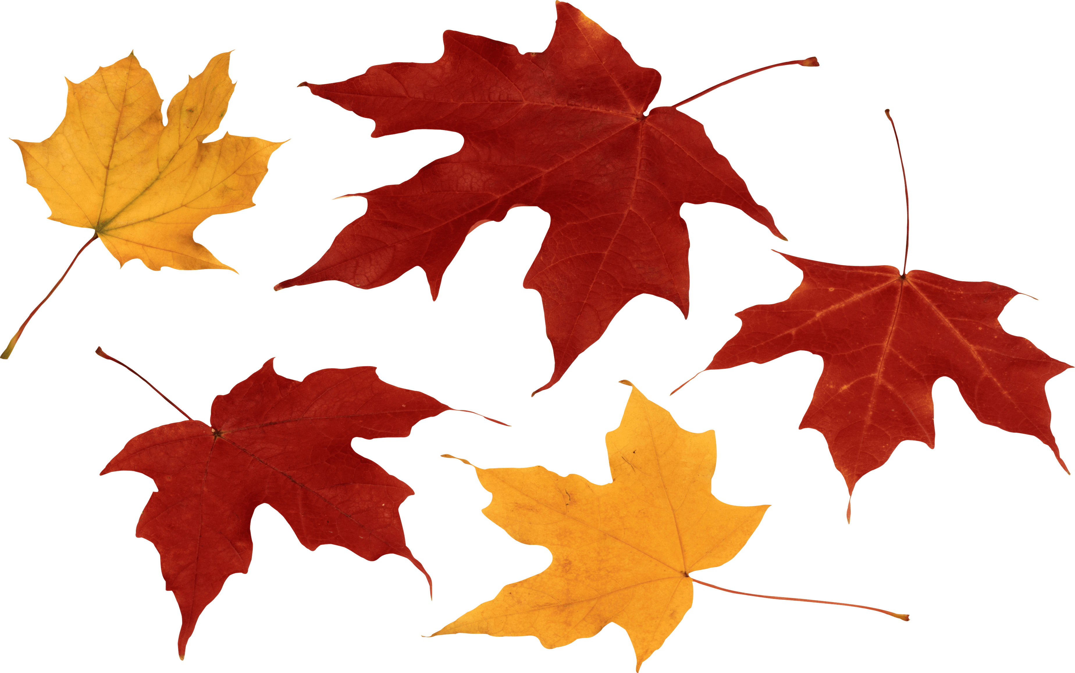 Falling Autumn Leaves PNG Transparent Image