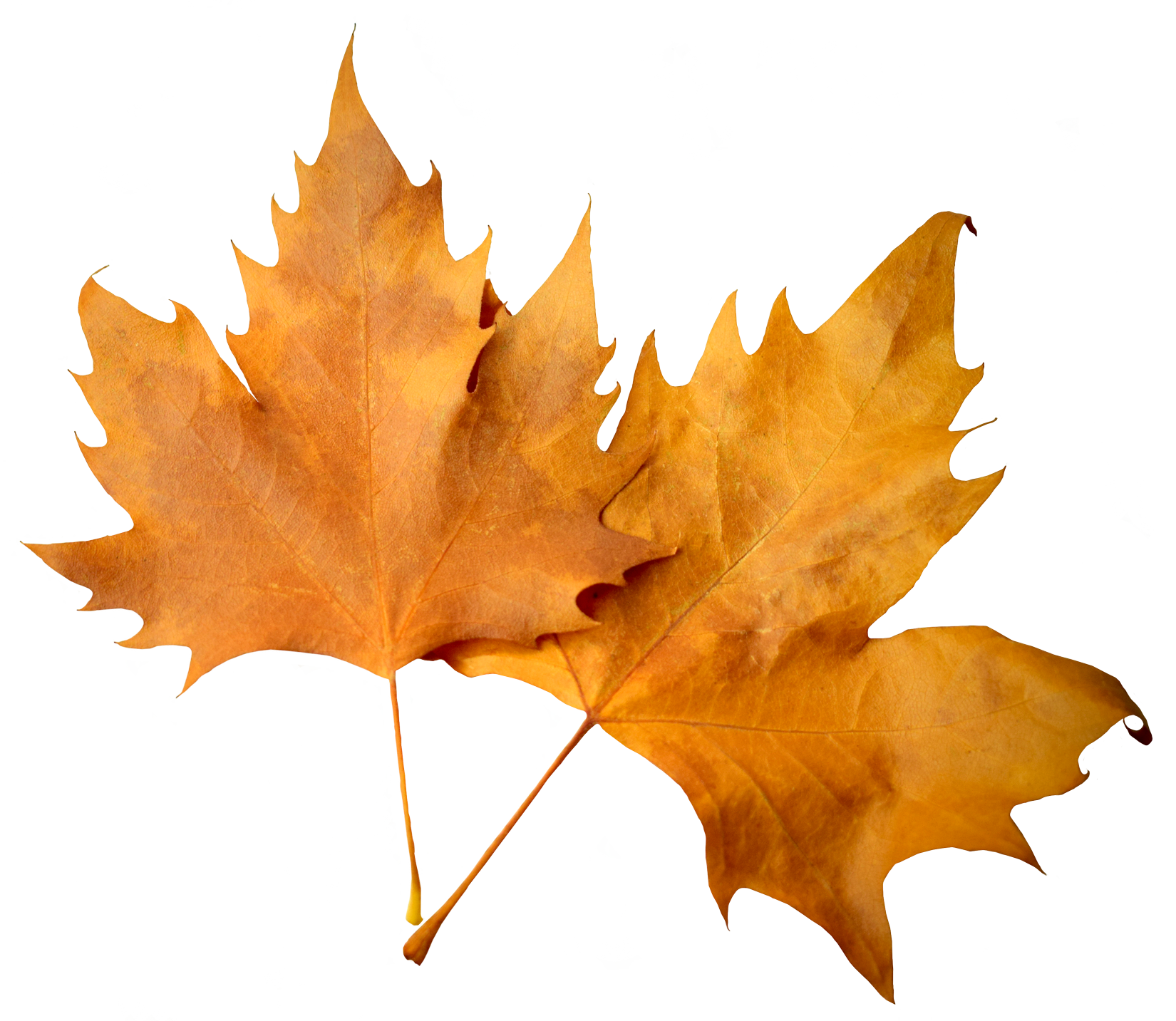 Folhas de outono caindo fundo transparente PNG