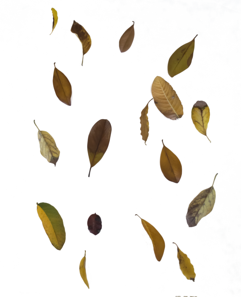 Folhas de outono caindo imagens transparentes