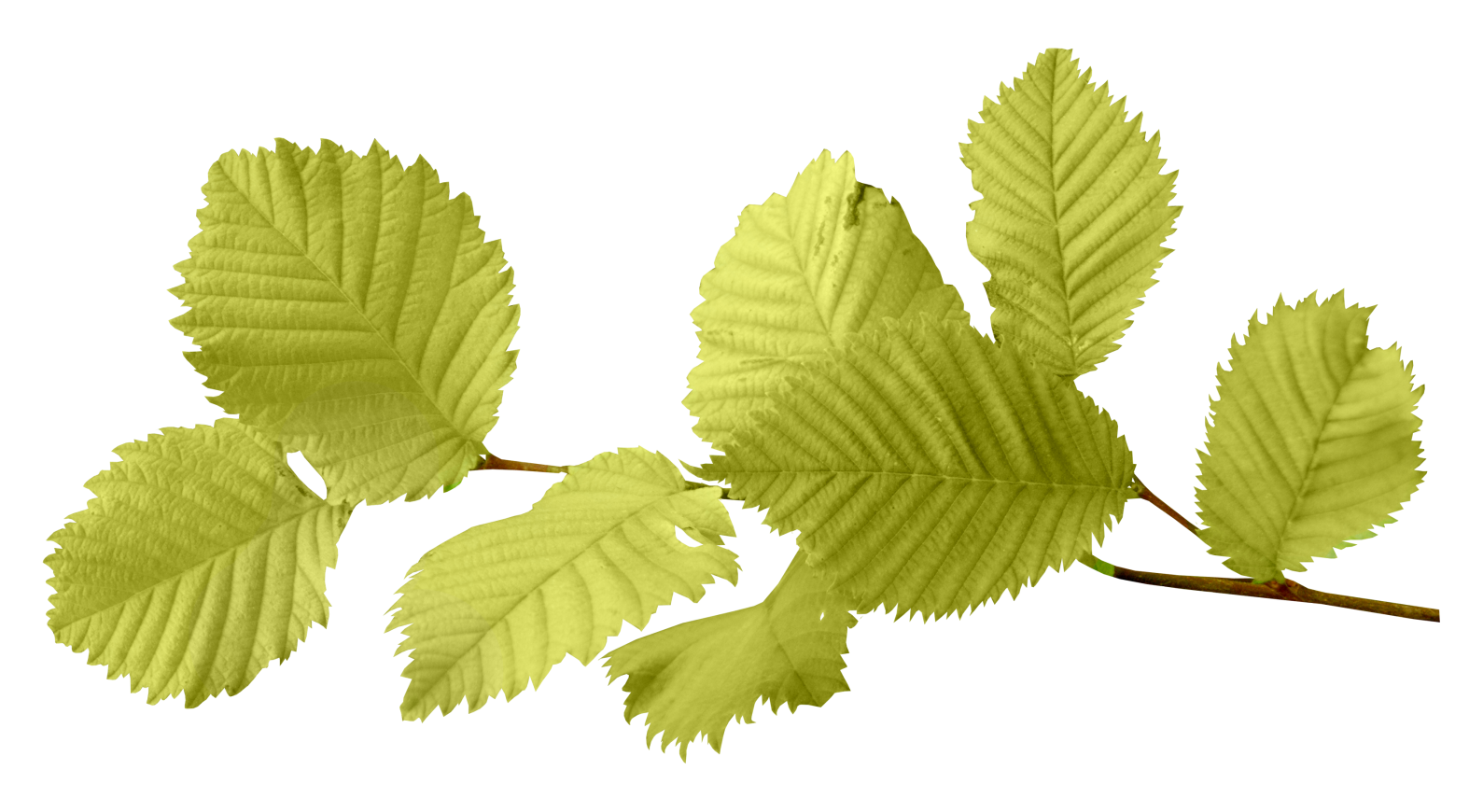 Former les feuilles vertes PNG image de limage