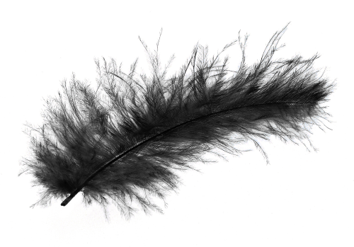 Imagen de fondo PNG de la pluma