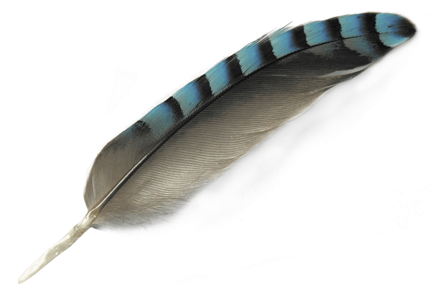 Feather PNG Download Image
