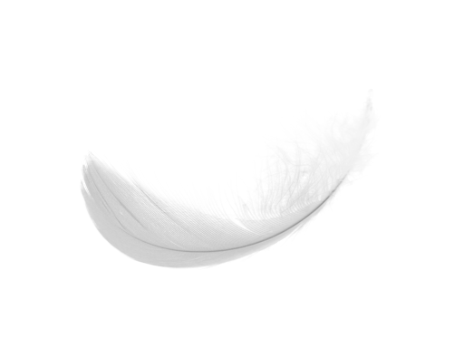 Feather PNG High-Quality Image