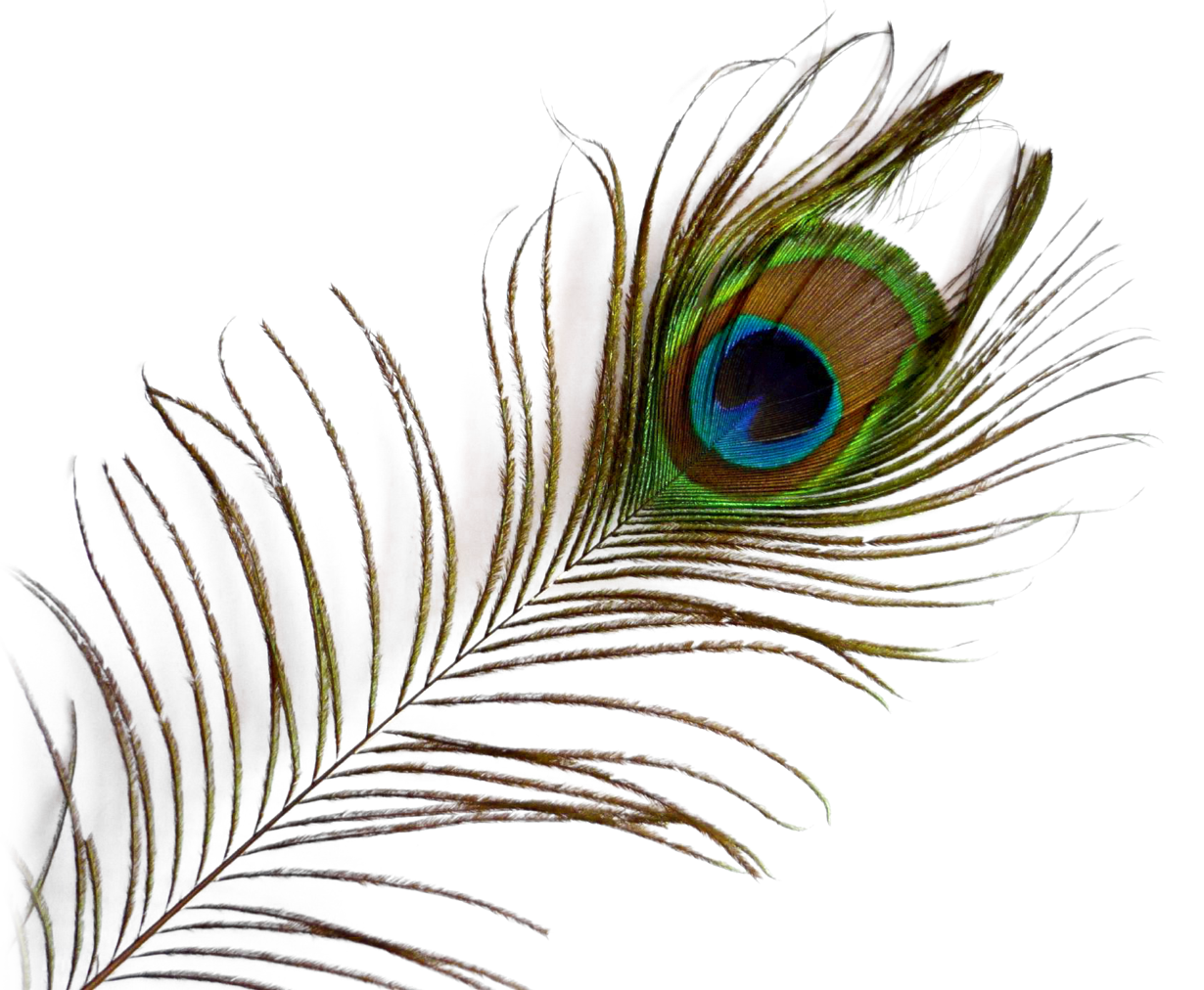 Imagen PNG de la pluma con fondo Transparente