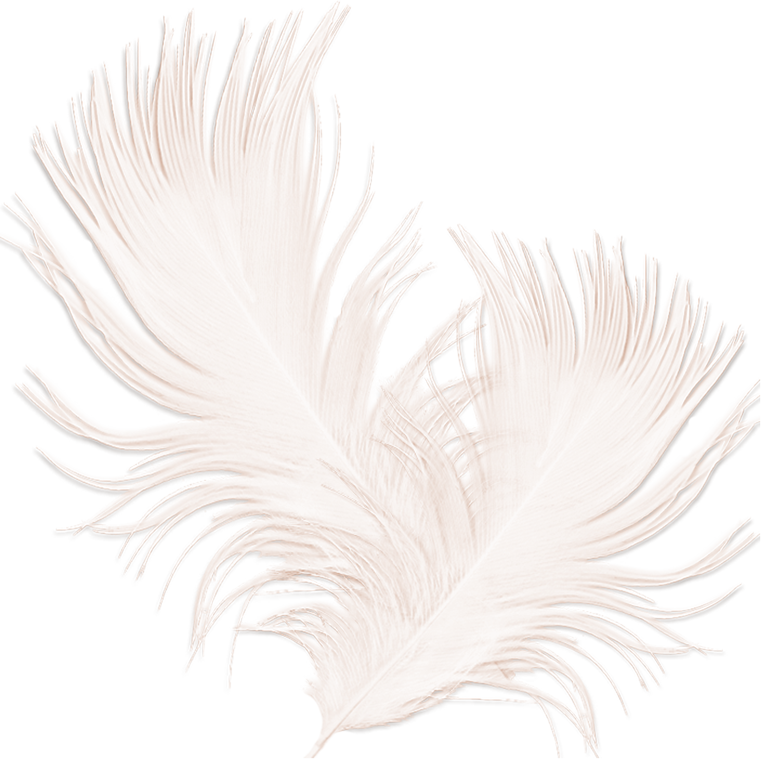 Feather PNG Pic
