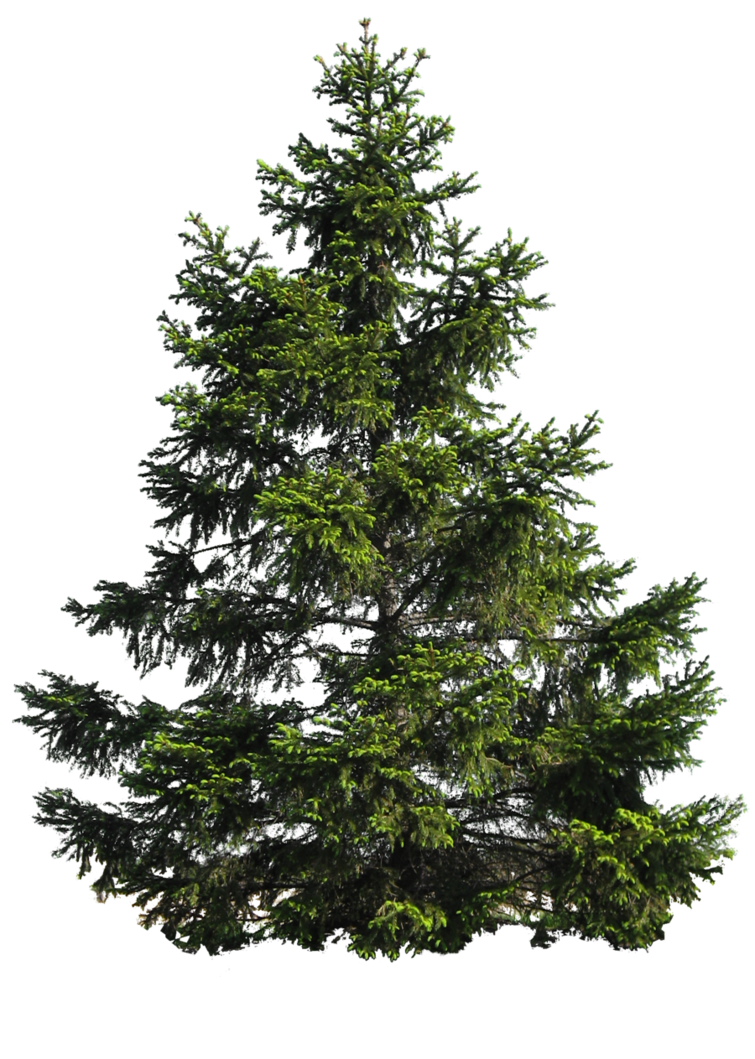 Fir-Tree PNG Background Image