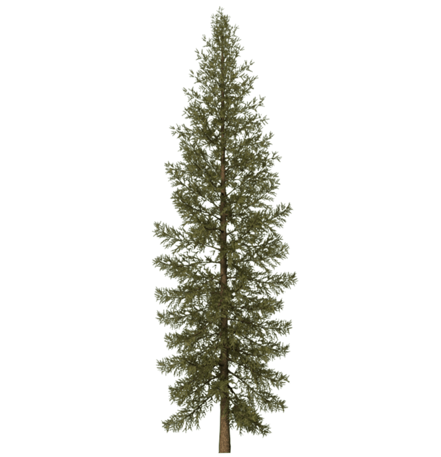 Fir-Tree PNG Image Background