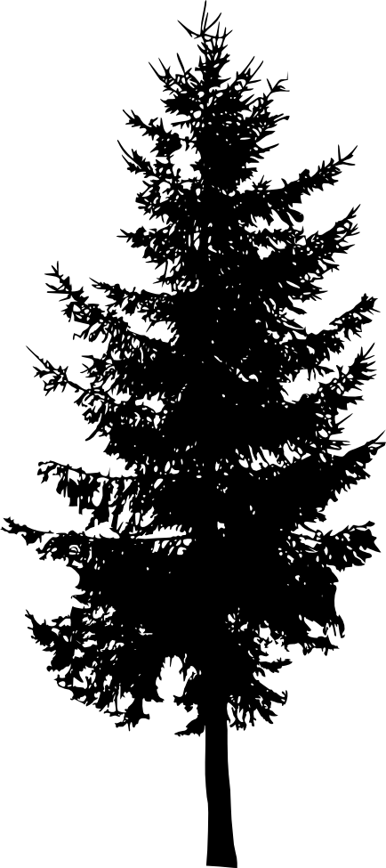 Gambar PNG Fir-Tree dengan latar belakang Transparan