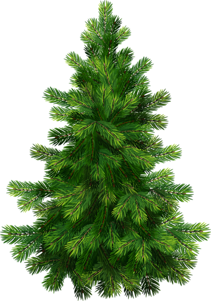 Gambar PNG pohon cemara