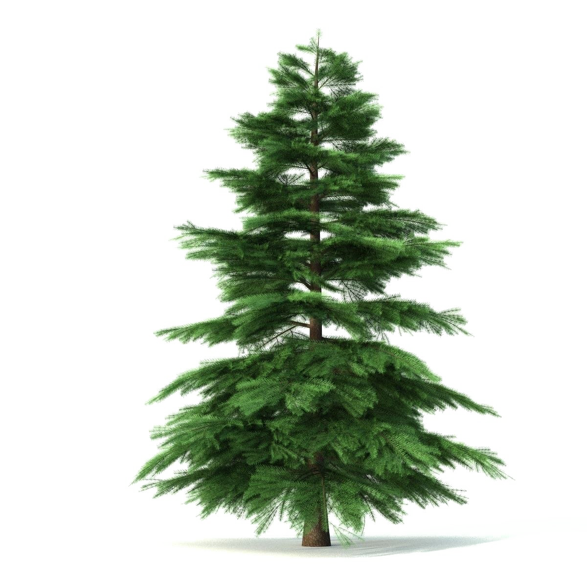 Fir-شجرة PNG الموافقة المسبقة عن علم
