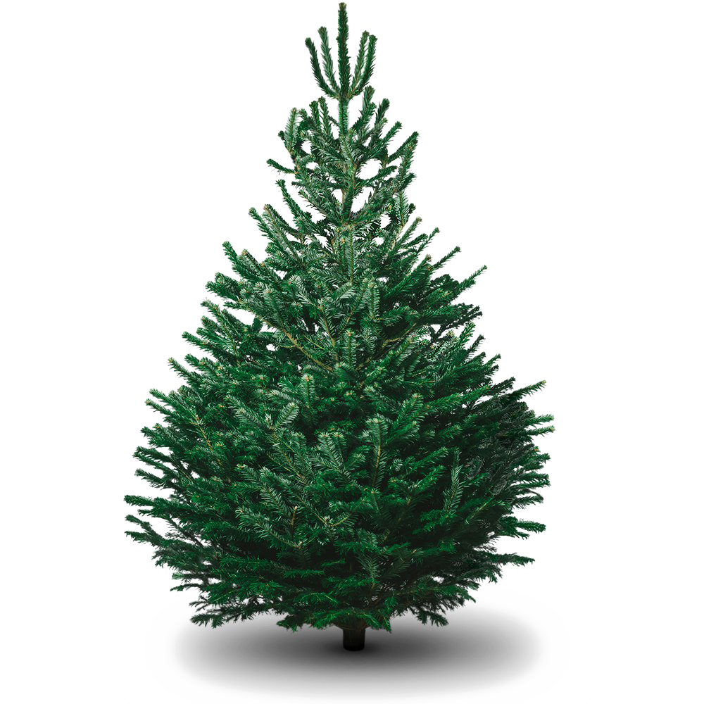 Fir-Tree PNG Picture