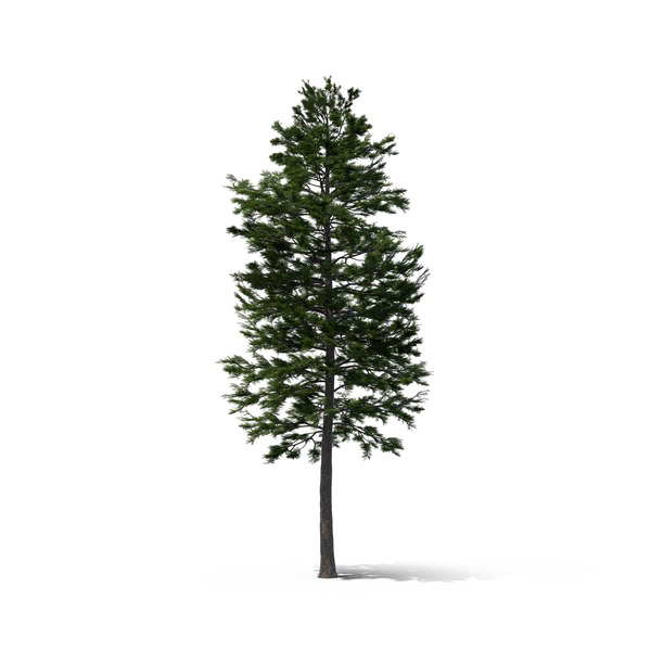 Pohon cemara Transparan