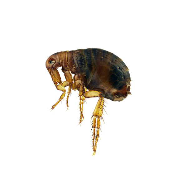 Flea Transparent Image