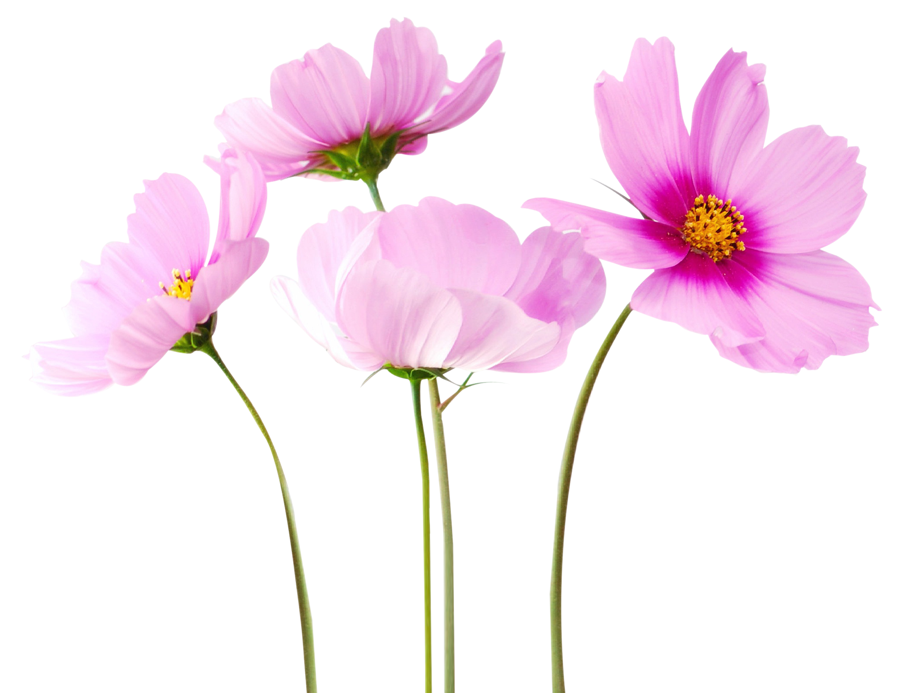 Flowers PNG Free Download