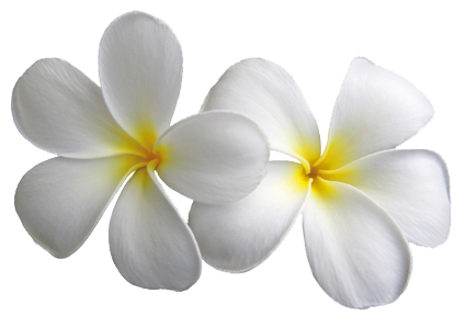 Fundo de imagem de PNG de flores