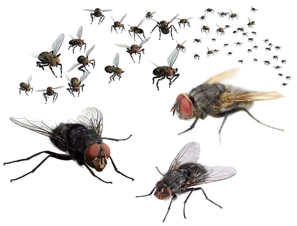 Fliegender fliegender bug kostenlos PNG Bild