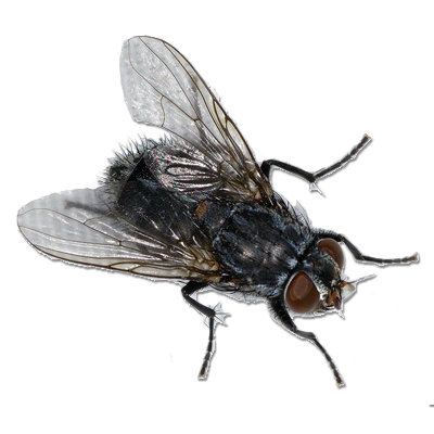 Flying Bug PNG Free Download