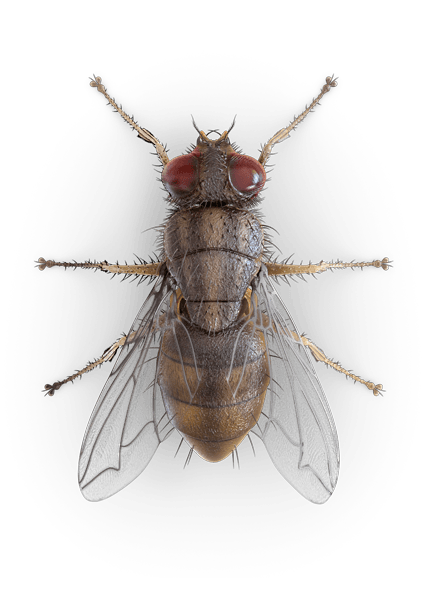 Flying Bug PNG Picture