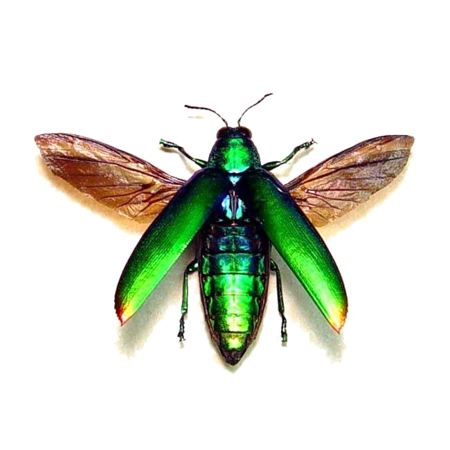 Flying Bug PNG Transparent Image