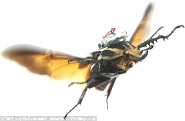 Flying Bug Transparent Image