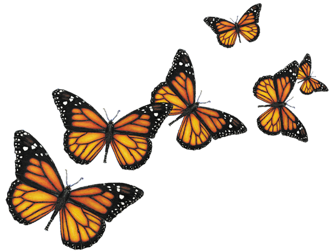 Vliegende vlinder PNG achtergrondafbeelding