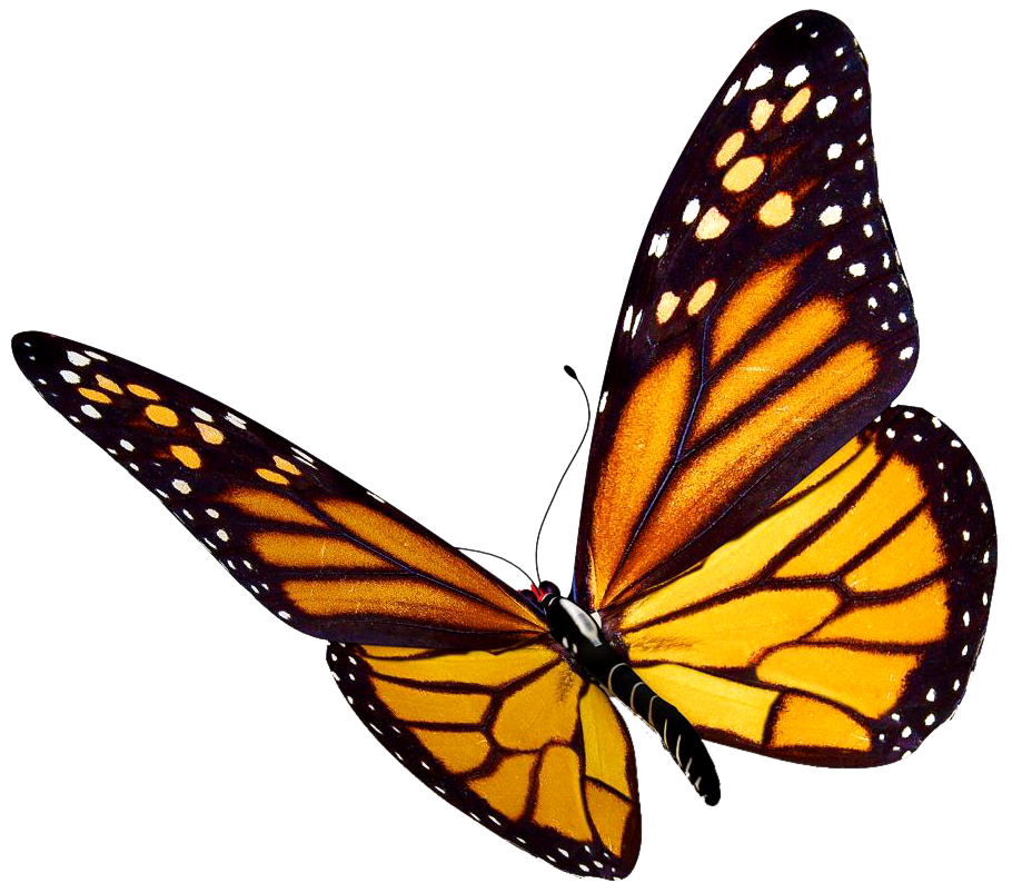 Flying Butterfly PNG Download Image