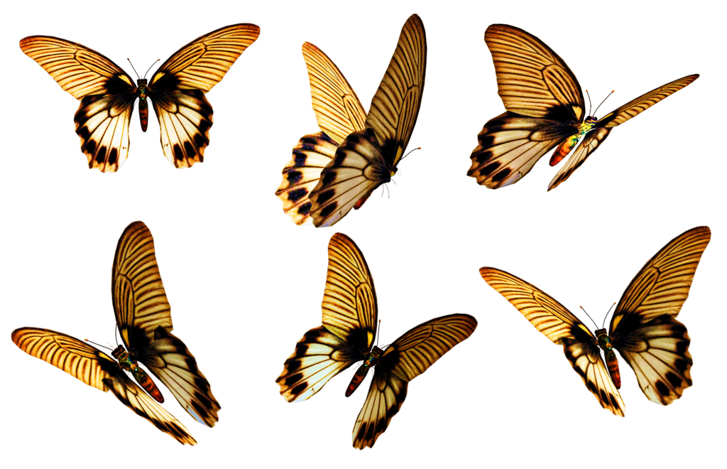 Flying Butterfly PNG Gratis Download
