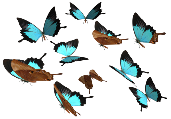 Летающая бабочка PNG изображения прозрачный