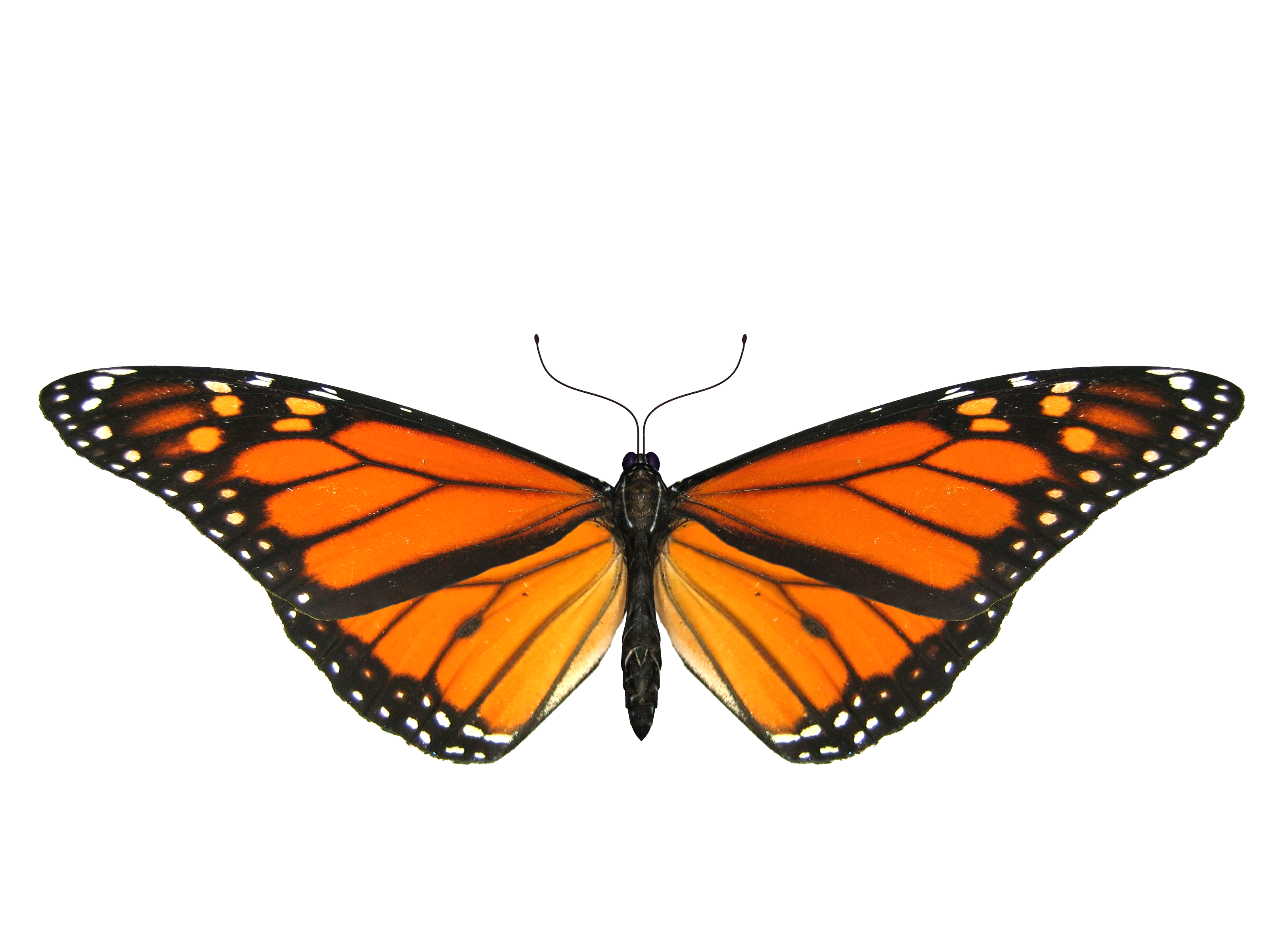 Pic papillon volant