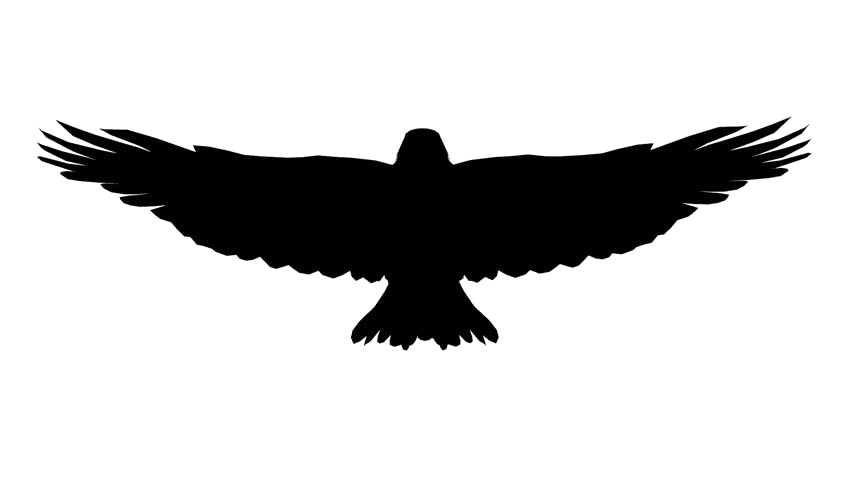 Imagen de PNG gratis de águila voladora