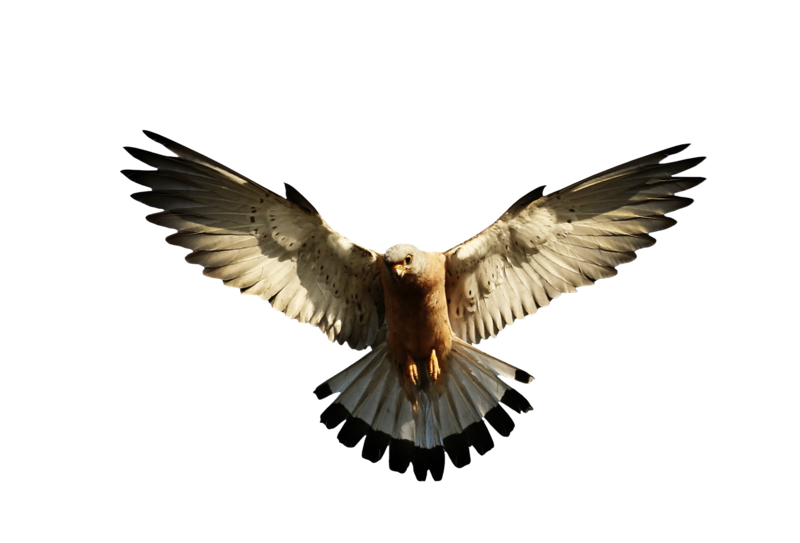 Eagle volant PNG image de haute qualité
