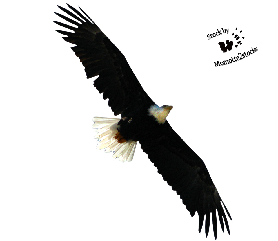 Flying Eagle PNG Photo