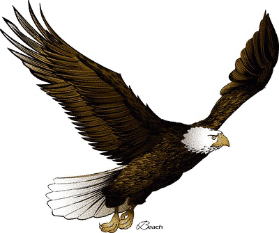 Volando Águila PNG foto
