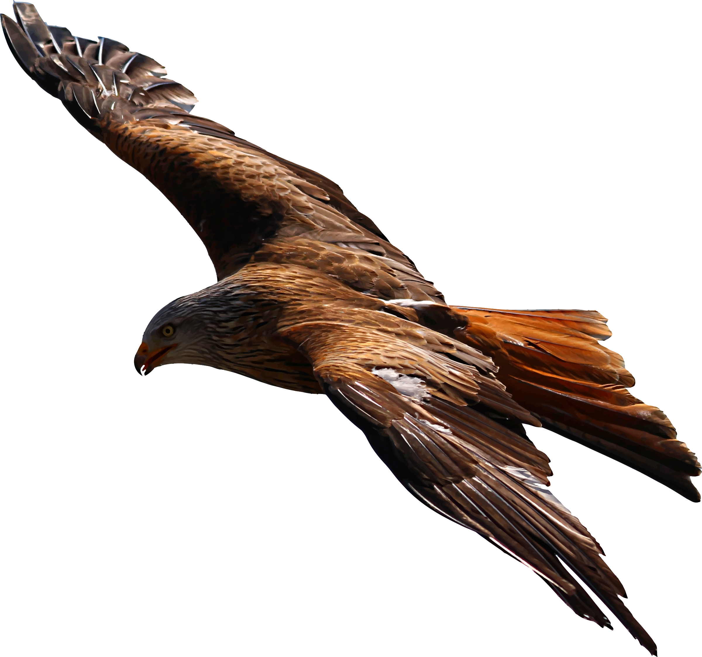 Foto de vuelo águila PNG