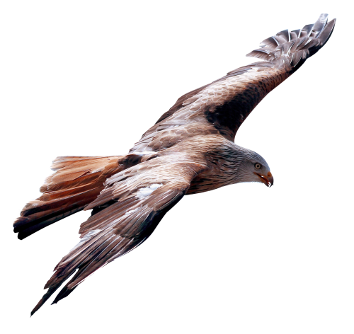 Fondo Transparente de águila voladora PNG