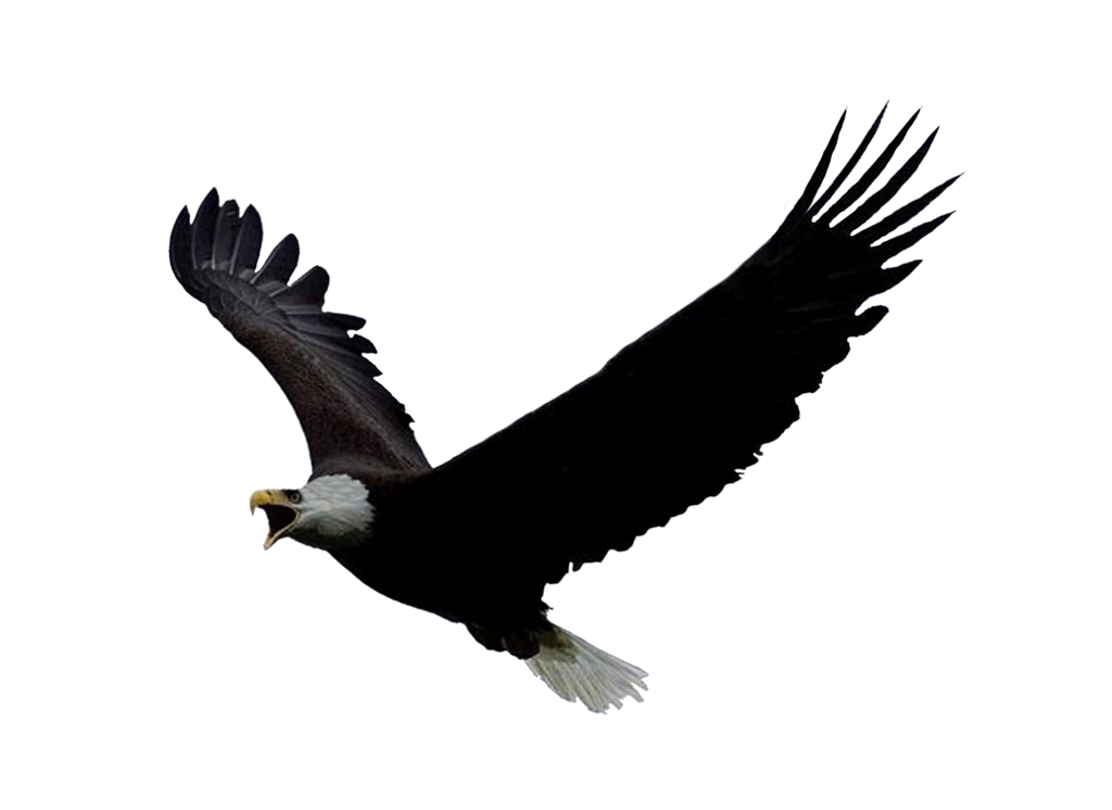 Imagens transparentes de águia voando