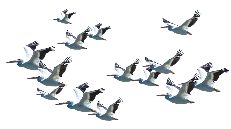 Flying Pelican PNG Unduh Image