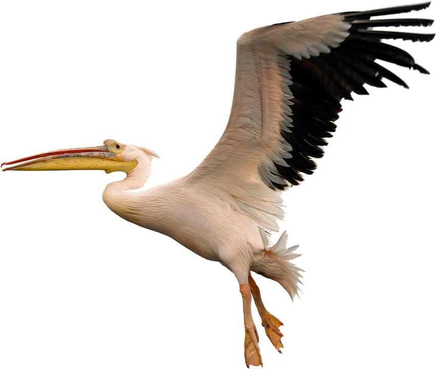 Flying Pelican PNG Image Background