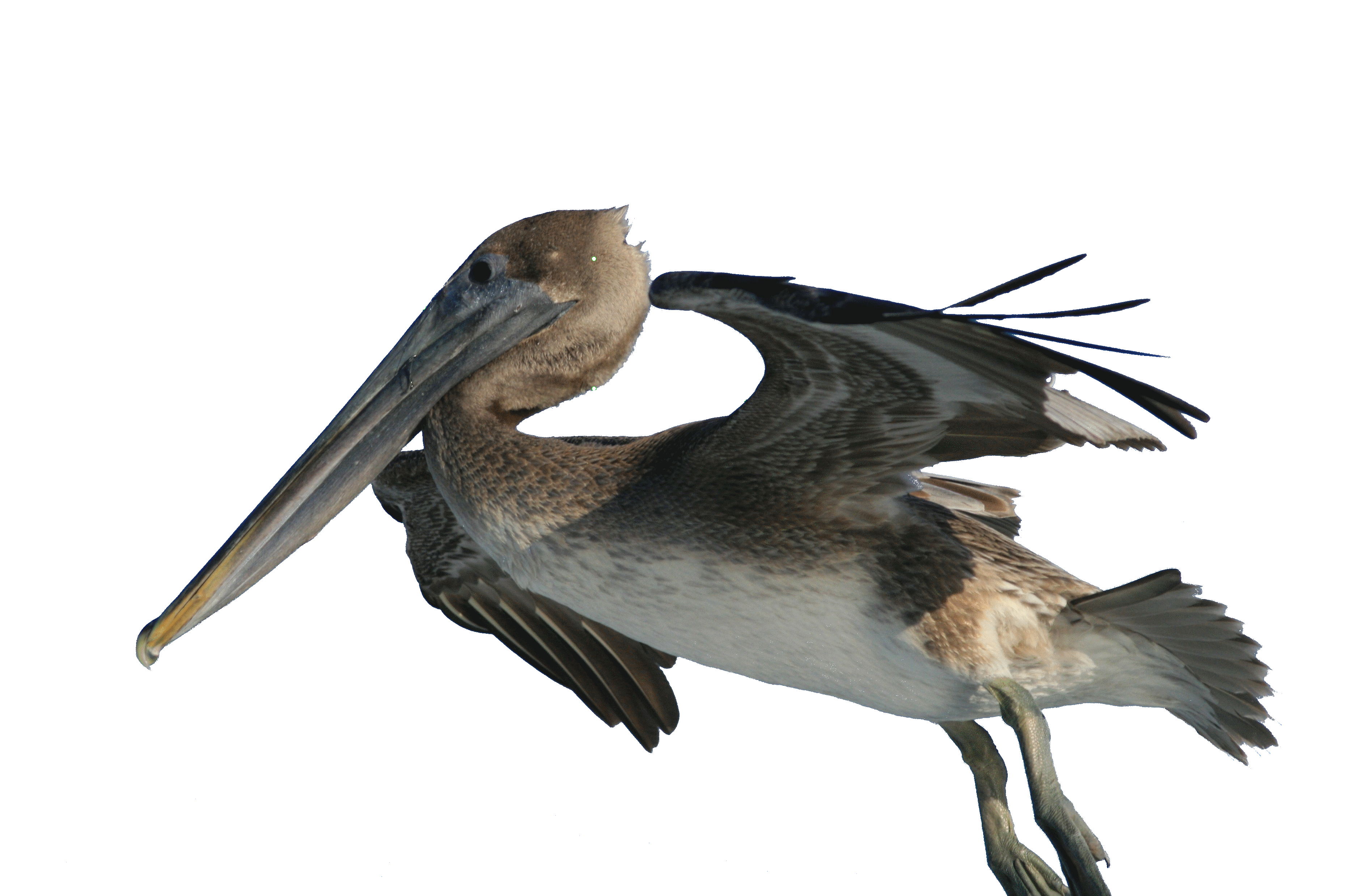 Flying Pelican PNG Photo