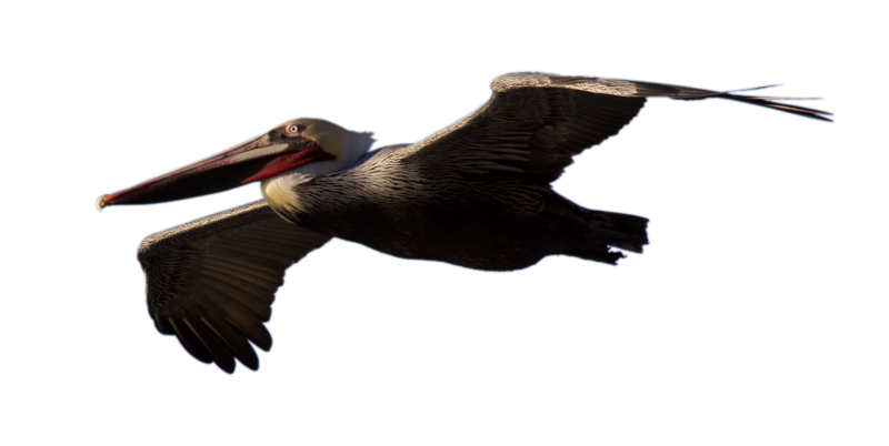 Vliegende pelikaan PNG Foto