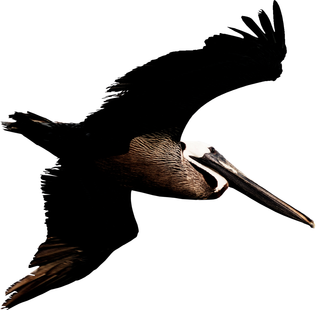 Flying Pelican PNG Gambar Transparan