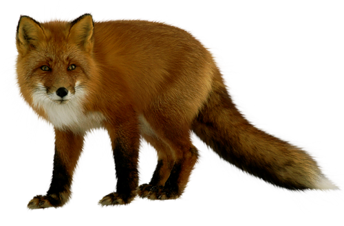 Fox PNG Free Download