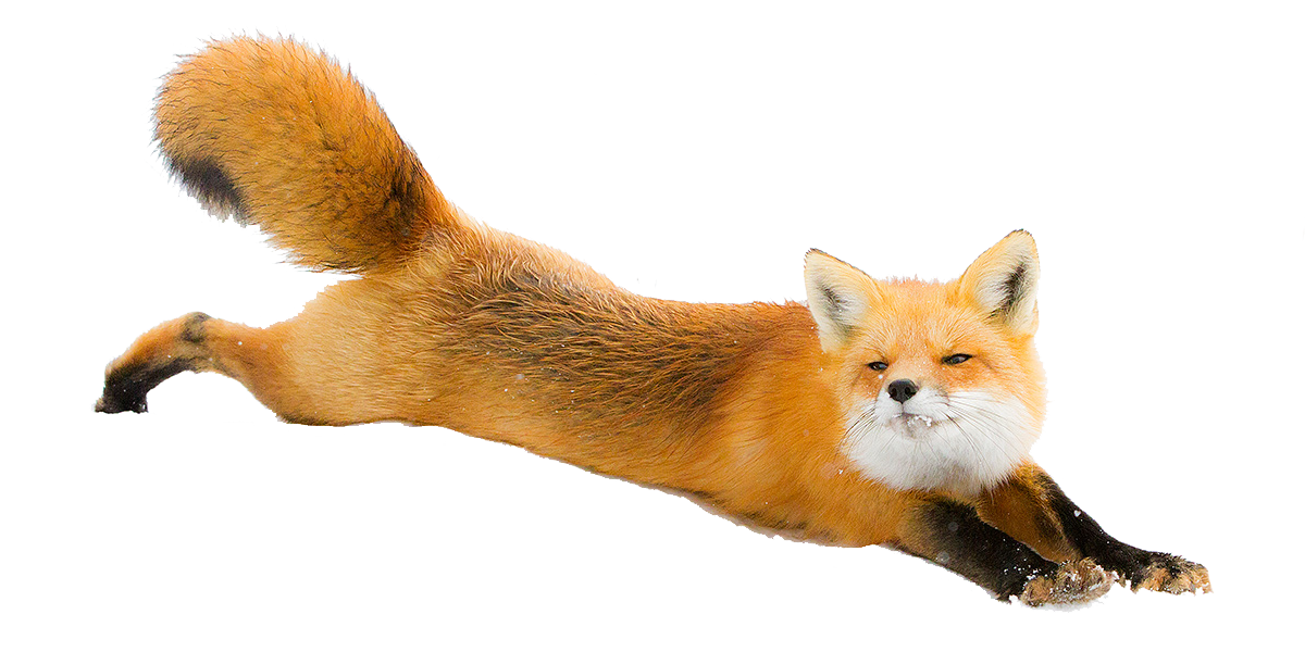 Fox PNG Picture