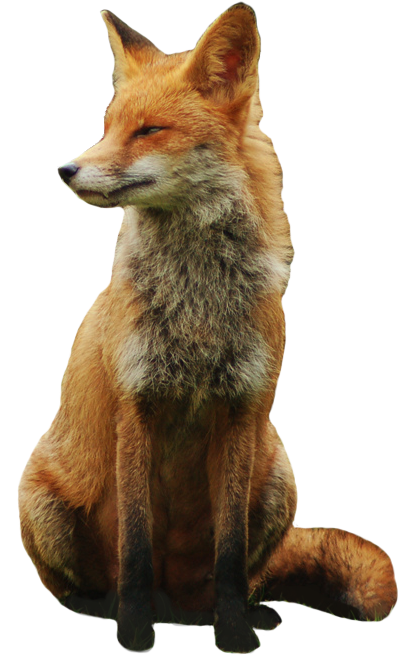 Fox PNG Transparent Image