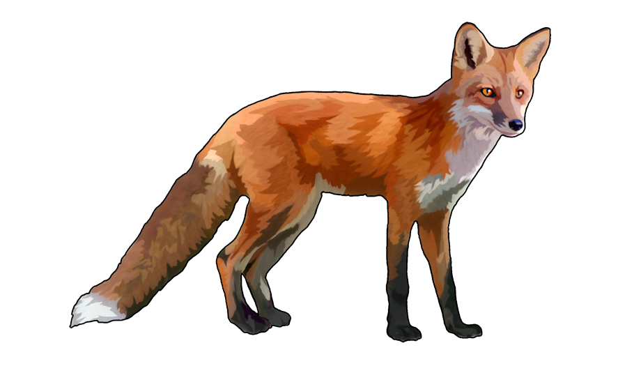 Fox Transparent Image