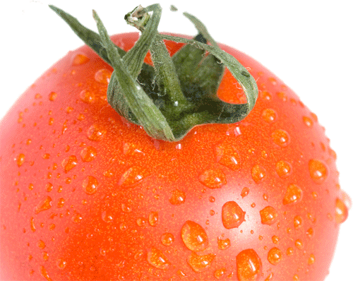 Images Transparentes de tomates fraîches