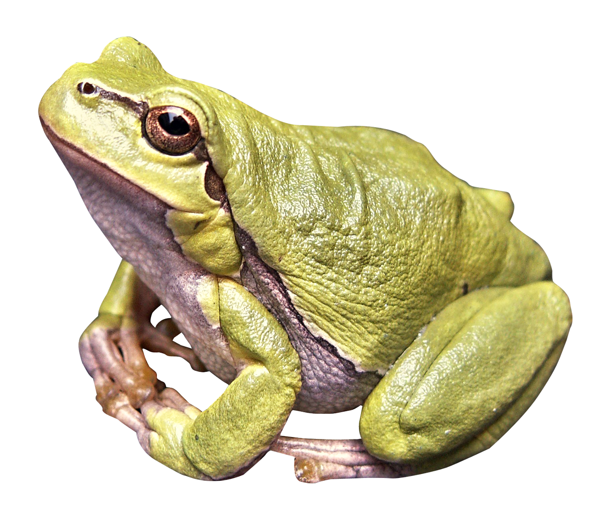 Frog Download PNG Image