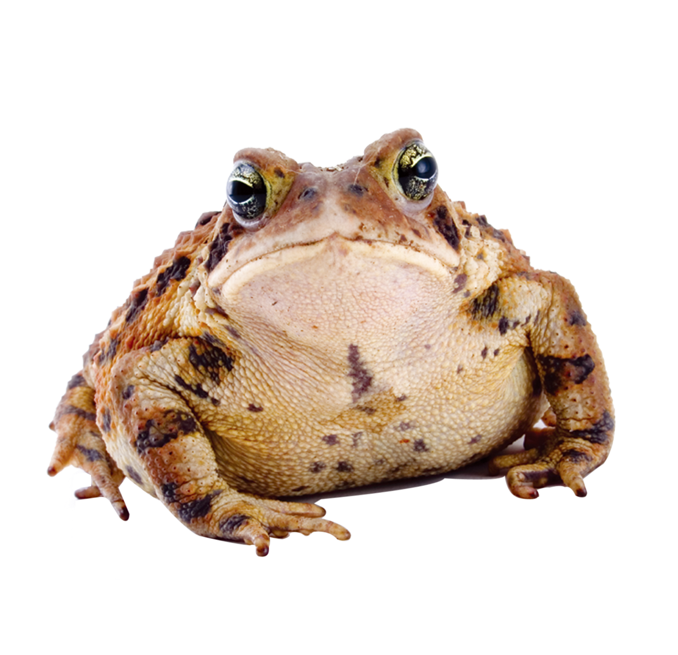 개구리 다운로드 투명 PNG 이미지